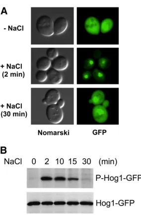 Figure 7 Transient phosphorylation and nuclear localization of the Hog1