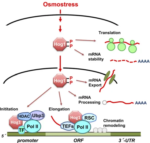 Figure 9 Control of mRNA biogenesis by the Hog1 MAPK. Once acti-vated upon osmostress, Hog1 controls many aspects of mRNA biogenesisboth in the nucleus and in the cytoplasm