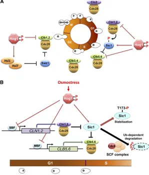 Figure 10 Control of the cell-cycle progression by thecontrols cell-cycle regulators both directly and indirectly,and Hog1 also regulates expression of cyclins
