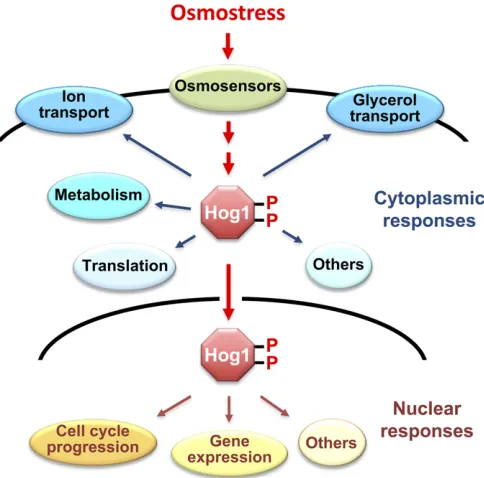 Figure 1 Osmo-adaptive responses in yeast. In response to an increase inextracellular osmolarity, the Hog1 MAPK is activated, which leads to theinduction of cytoplasmic and nuclear adaptive responses