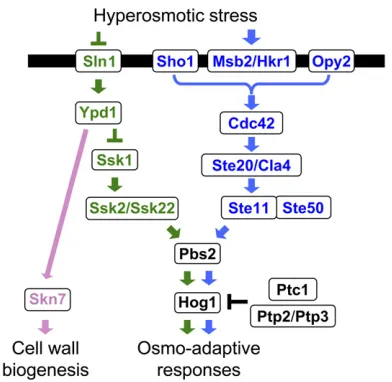 Figure 4 Schematic diagram of two-component signaling systems. (A)The prototypical two-component system that is characterized by theconserved phosphotransfer reaction between a histidine residue and anaspartate residue