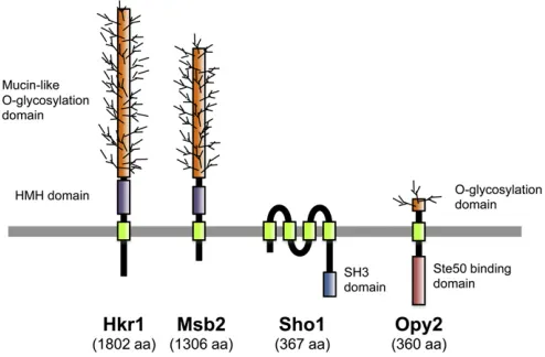 Figure 5 Schematic representations of the four transmembrane proteinsinvolved in the Sho1 branch of the HOG pathway