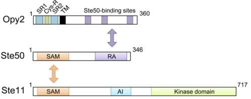 Figure 6 Schematic diagram of the Ste11/Ste50/Opy2 complex. Ste11and Ste50 bind together through their SAM domains, whereas the RAdomain of Ste50 binds to any of three binding sites in Opy2