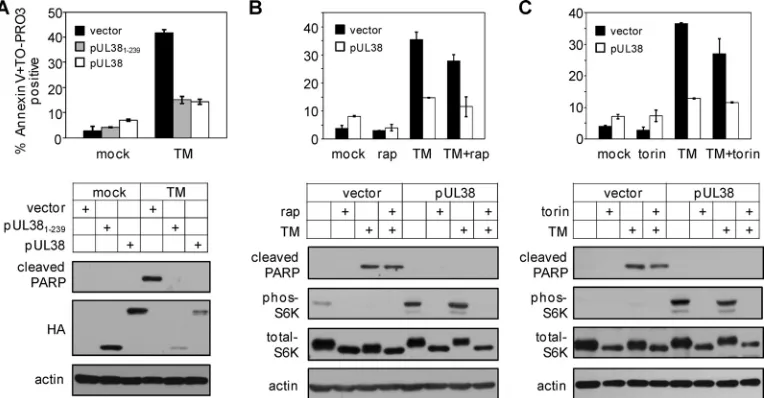 FIG. 4. Inhibition of mTORC1 does not compromise the ability of pUL38 to block ER stress-induced cell death