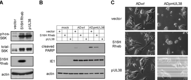 FIG. 7. mTORC1 activation does not prevent premature cell death induced by pUL38-deﬁcient virus
