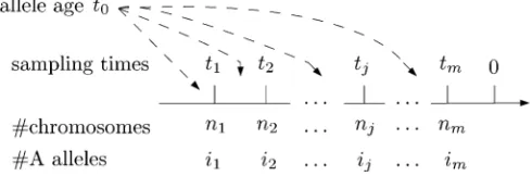 Figure 1 Notation used throughout the text. The chromosomesI( M =n1, n2, . . ., nm) are sampled at times T = (t1, t2, 