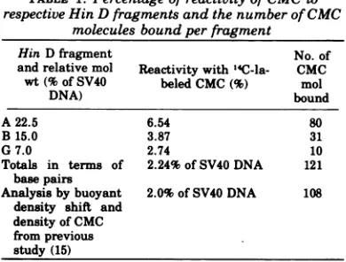 FIG. 2.samemmol) The experiment was essentially the same as in Fig. 1, except '4C-labeled carbodiimide (A) (2 mCi/ was reacted with 3H-labeled (l) SV40 DNA I