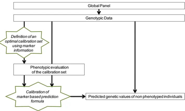 Figure 1 Optimization of calibration setto implement genomic selection in a di-versity panel