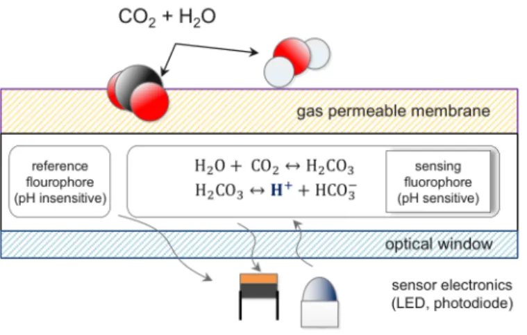 Figure 4.2: Schematic drawing of the CO 2 optode sensing foil.