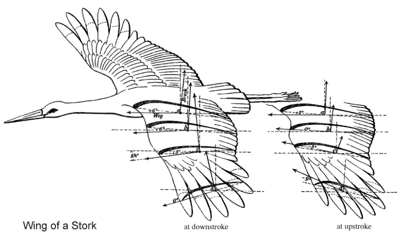 Figure 3.4 Wing twist over a stroke [44] 