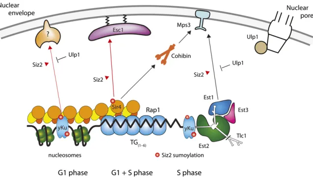 Figure 4 Telomere-tethering mechanisms. Shownphase that is neither Esc1 nor Mps3 dependent.The importance and efpathways are cell cycle dependent