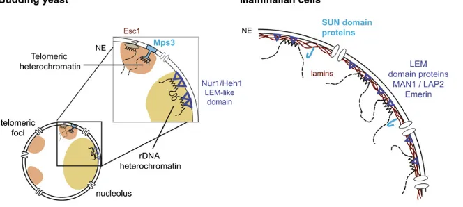 Figure 2 SUN and LEM domain proteins anchorchromatin to the inner nuclear membrane (INM)in yeast and mammalian cells