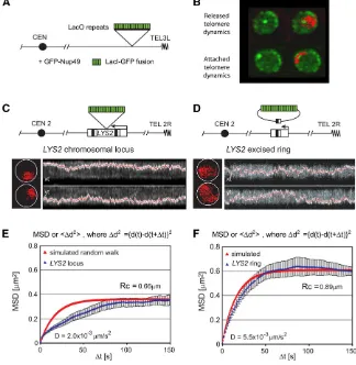 Figure 3 Visualization of the dynamics of a chro-mosomal locus. (A) Through the binding of a GFP–LacI fusion to arrays of bacterial lacO sites insertedinto the yeast genome (e.g., near a telomere), onecan track the rapid chromatin movement in livingcells