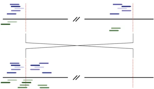 Figure 1 Mapping positions of reads used forbreakpoint sequences. (Top) Reads mapping positions on the referencesequence