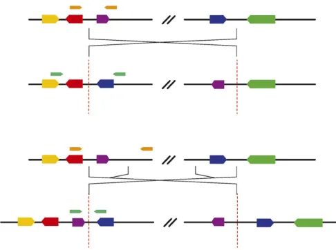 Figure 2 We found two types of inversion breakpoints: cut-and-pastebreakpoints (top), and staggered breakpoints (bottom), which createinverted duplications at the breakpoints