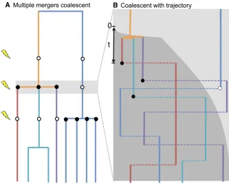 Figure 1 (A) An example of a multiple-mergercoalescent genealogy. Eight alleles have beensampled in the present day, and we trace theirlineages backward through time, up the page.Lightning bolts indicate the times when a se-lected allele has swept into the