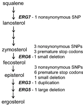 Figure 1 Twenty unique mutations were found in four late-acting genesin the ergosterol biosysnthesis pathway