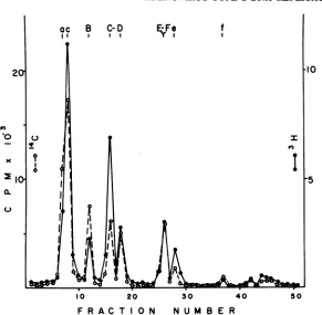 FIG. 3.Fragments[3H]thymidine,scribedonquantitateddigestedweretheseThe 1.4% Agarose gel electrophoresis of a restriction endonuclease digest of the 5-min pulse-labeled DNA