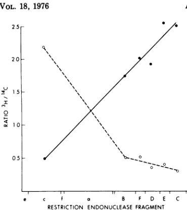 TABLE 1.strands Specific activities of the heavy and light separated from the HpaI "e" fragment after 5-or 10-min labeling