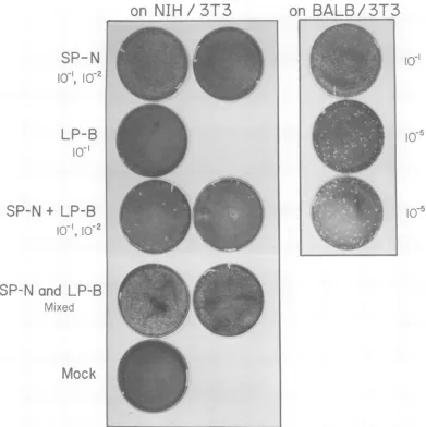 FIG.1.plaquesSP-Namountsofreceivedwithplaques XC plaques on NIH13T3 and BALB/3T3 ofprogeny ofSc-i cells from cross 1 singly or co-infected SP-N and LP-B