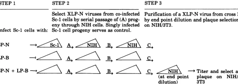 FIG. 3.progenyvirus. Schematic diagram ofthe experiment from infection ofSc-i cells to plaque purification ofa XLP-N XC assays of (A) progeny are shown in Table 1A and Fig