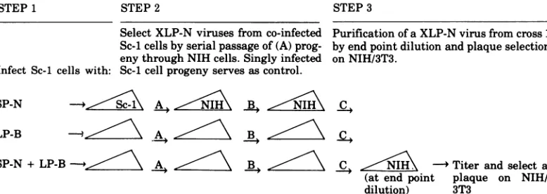 FIG. 3.progenyvirus. Schematic diagram ofthe experiment from infection ofSc-i cells to plaque purification ofa XLP-N XC assays of (A) progeny are shown in Table 1A and Fig