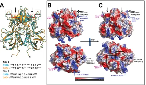 FIG. 2. Structural comparison of P domain dimers of 2004 and 1996 GII.4 variants. (A) Superposition of the 2004 (orange) and 1996 (cyan)P domain dimer structures