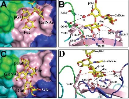 FIG. 3. Binding of monofucosyl ABH family HBGAs to the 2004 P domain dimer. (A) Surface representation (top view) showing a close-upview of one of the two binding sites in the 2004 P domain dimer bound to an A-type trisaccharide