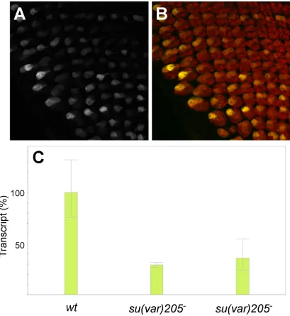 Figure   S2         Variegation   of   GMR   action   in   trans   is   not   sensitive   to   reduction   in   HP1