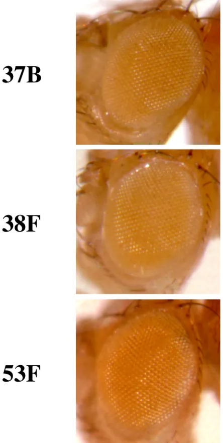 Figure   S3         Lack   of   variegation   of      a   fly   carrying   a   single   copy   of   the   P[attP.w+.attP]   target   cassette,   which   is   marked   with   mini-­‐white   expression   from   RMCE   targets   a