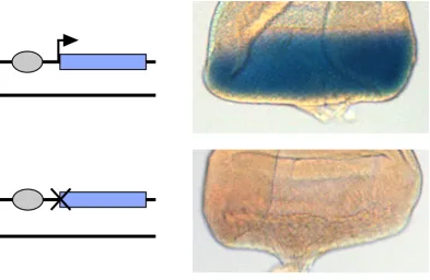 Figure   S4         Expression   of   lacZ   in   cis.   X-­‐gal   stained   discs   carrying   constructs   CompletelacZ   (top)   or   Promoterless   (bottom)   alone   at   53F