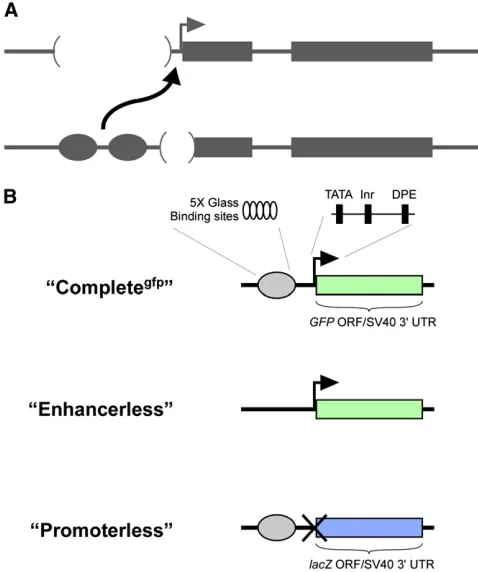 Figure 1 Schematic view of constructs used to establish a transgenicconstruct is identical to Completethe GMR enhancer (gray oval), consisting ofsites, theDPE core promoter elements, and a transcriptional region consisting ofa GFP ORF fused to the SV40 3ce