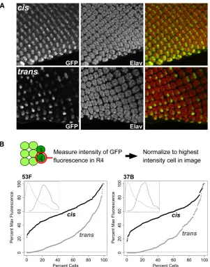 Figure 3 GMR action in37B (four discs for1% of the maximum intensity, below which expression isnot detectable