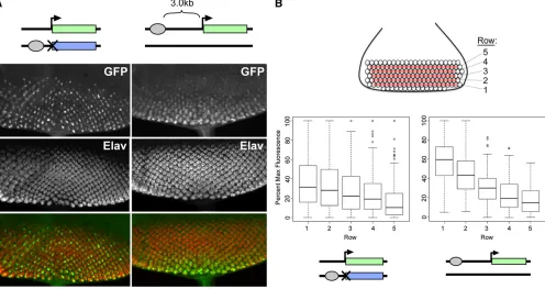 Figure 4 Increasing enhancerrow 1 cells expressing GFP inposterior-most cells that were the earliest to commit to the R cell fate and lowest or undetectable in the newly committing cells