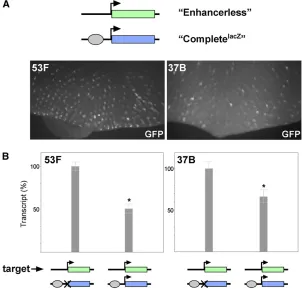 Figure 5 A promoter inalleles produces variegated GFPgrated at 53F or 37B. (B) Relative quantiactivation of GFP incislevels of GFP transcript generated from the Enhancerlessconstruct are decreased in discs with an intact promoter incismoter inindicate 95% 