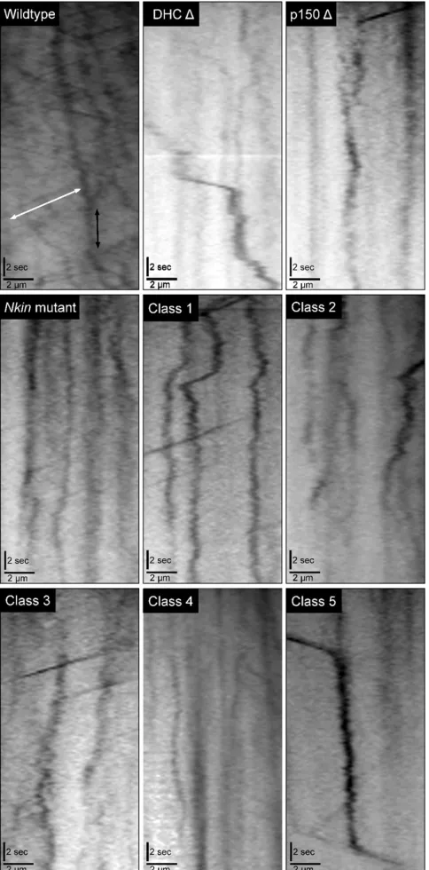 Figure 4 Kymograph analyses of vesicle transport in different strains.Representative kymographs of FM 4-64-positive vesicle transport areshown