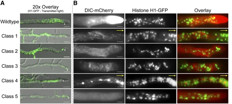 Figure 5 Nuclear distribution inwild-type and DHC mutant strains.(A)Intermediatemagniﬁcationoverlay images of hyphae fromwild-type and DHC mutant N.crassa strains expressing histoneH1-GFP