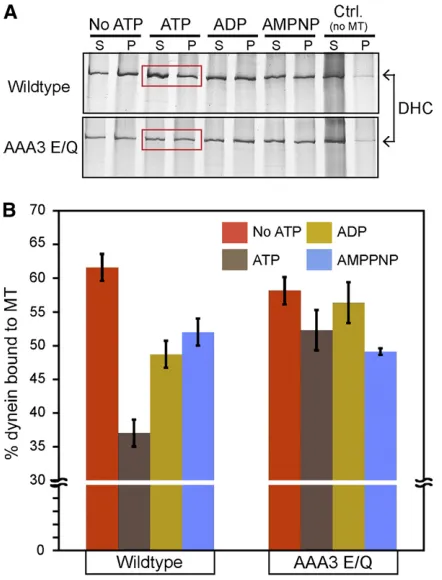 Table 2 ATPase activities of dynein isolated from wild-type and AAA3 E/Q strains