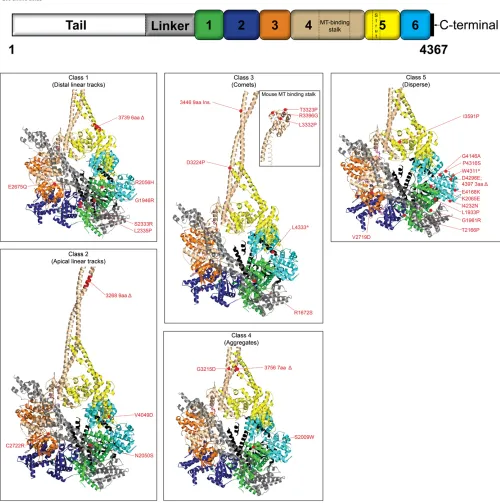 Figure 8 Mapping of DHC mutations ontosequence retrieved from PDB. Ribbon representations were generated using PyMOL ( Dictyostelium DHC crystal structure
