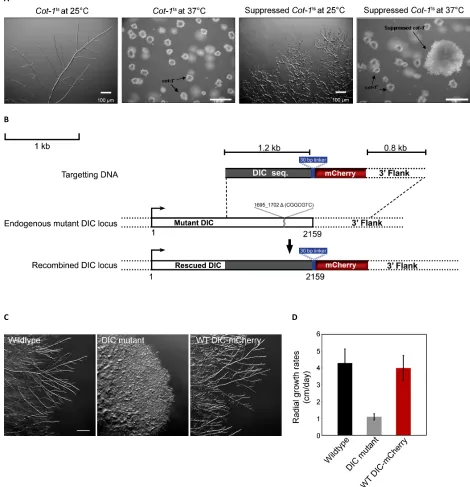 Figure   S1         Generation   of   DIC-­‐mCherry   expressing   N.crassa   strain