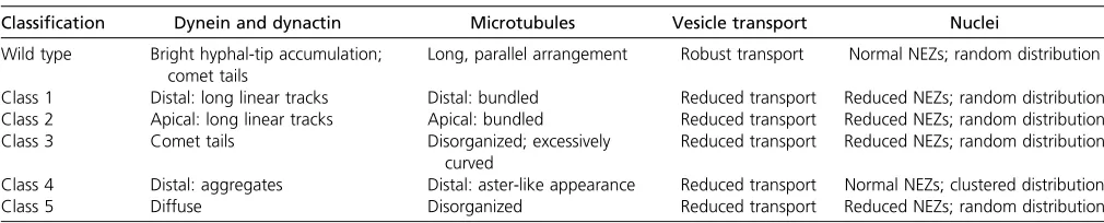 Table 1 Summary of dynein, dynactin, microtubule, and nuclear phenotypes in wild-type and mutant strains of N