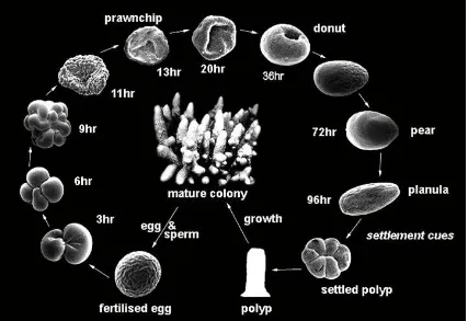 Figure 1.2: Schematic diagram of the life cycle of acroporids, with emphasis on the early 