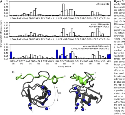 Figure 5 The PRR binds to thedifferences between the PRR pep-tide-bound Abp1p SH3 domain in-termolecularextended SH3 domain are indicatedby blue spheres on the structure ofthe Abp1p SH3 domain:Ark1p pep-tide complex