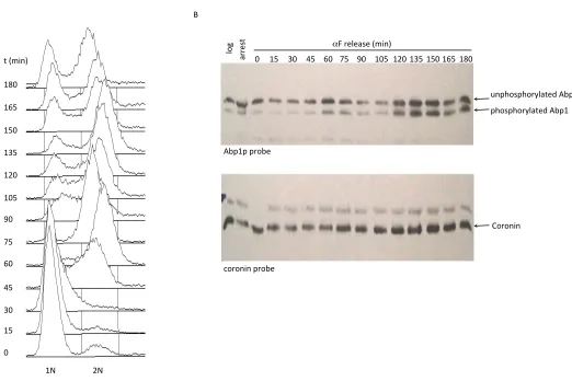 Figure   S2            Abp1p   expression   is   not   cell   cycle   regulated