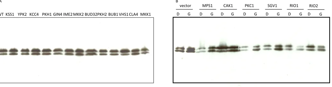 Figure   S3            Representative   Western   blots   of   Abp1p   expression   in   strains   bearing   single   deletions   of   non-­‐essential   kinases   (A)   or   over-­‐expression   of   essential   kinases   (B)