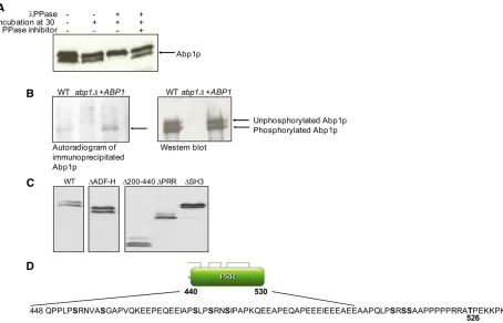 Figure 3–533) with potential sites of phosphorylation (Ser and Thr*T*PRR), all Ser residues mutated to Ala (S526A) were treated with (+) or without (2) lP-labeled Abp1p ABP1 abp1ABP1D)