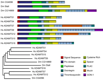 Figure 6 Domain architecture of CG4096 and(Dm) ADAMTS proteins are shown at the top.Seven of the 19 human (Hs) ADAMTS proteinsthat are most related by sequence or domainstructure to thebelow