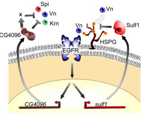 Figure 7 Working model for the function ofEgfr pathway. A schematic of the Egfr pathway is shown with Vn bindingto the receptor (the other ligands are also likely to be involved), whichleads to activation of the pathway and expression of theCG4096sulfates