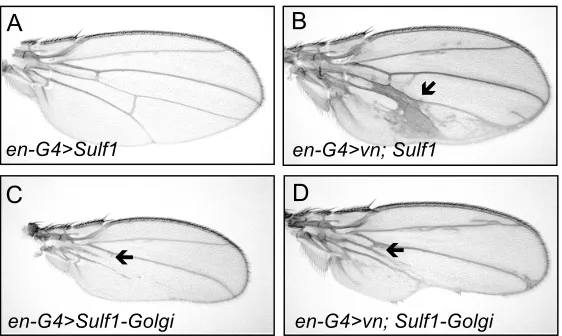 Figure    S2            Rescue    of    flies    overexpressing    vn    by    co-­‐expression    of    Sulf1    transgenes    generated    by    Kleinschmit    et    al