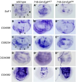 Figure 3 Expression patterns displayed by Egfr-responsive